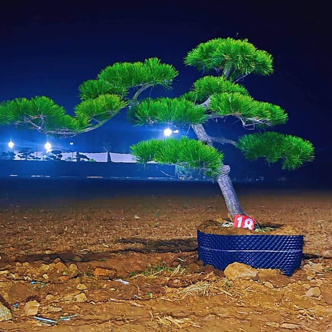 智道庭院景观松黑松定金上车付尾款黑松景观树