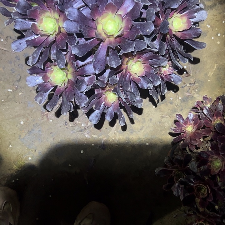 多肉法师植物链接23