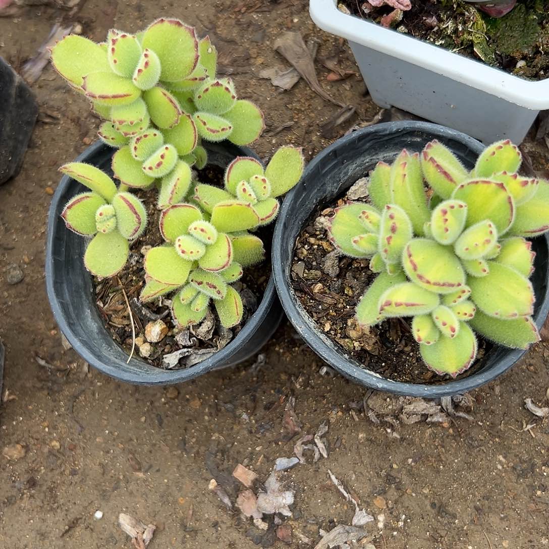 多肉植物多肉植物