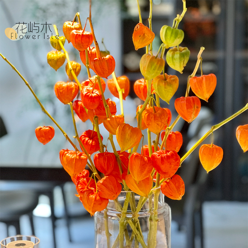 酸浆果 姑娘果鲜切自由搭配美丽灵动水培挂果鲜切顺丰包邮