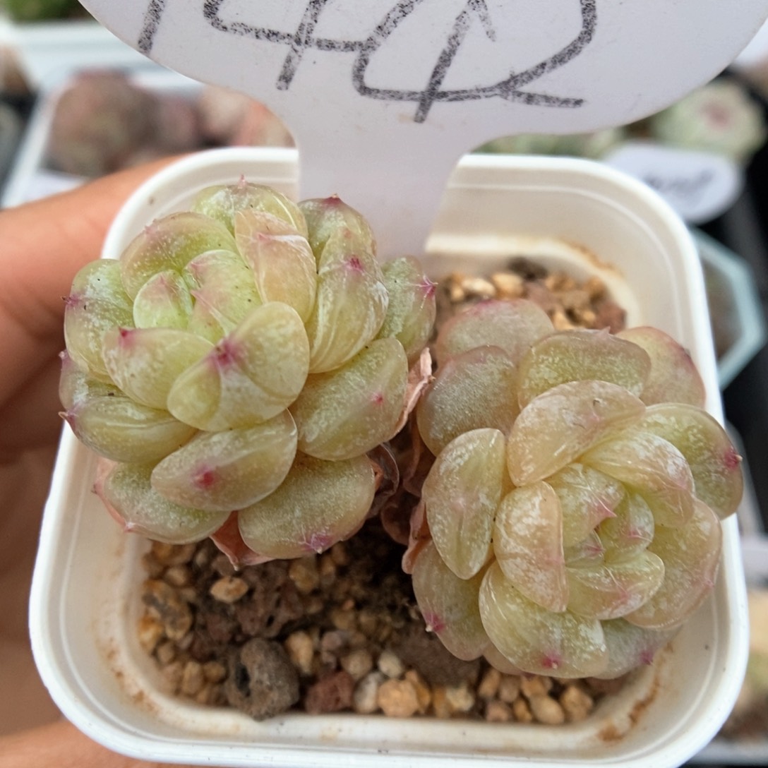 白色恋人可拍9442号。