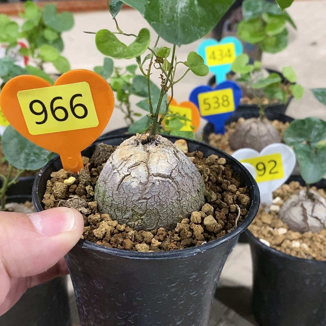 南非龟甲龙龟甲龙