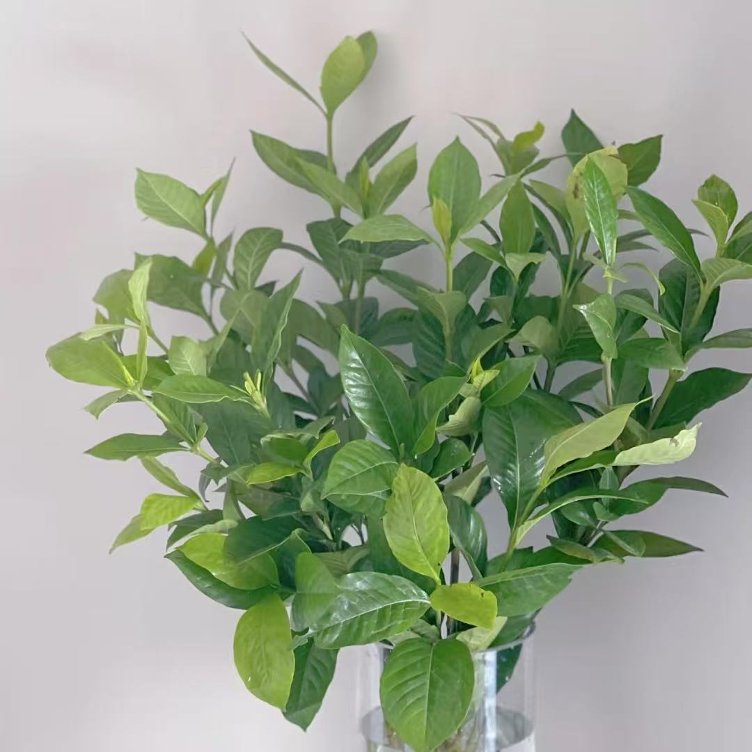 【植迷不误】栀子叶 高端鲜切花插花 云南鲜花基地包邮直发