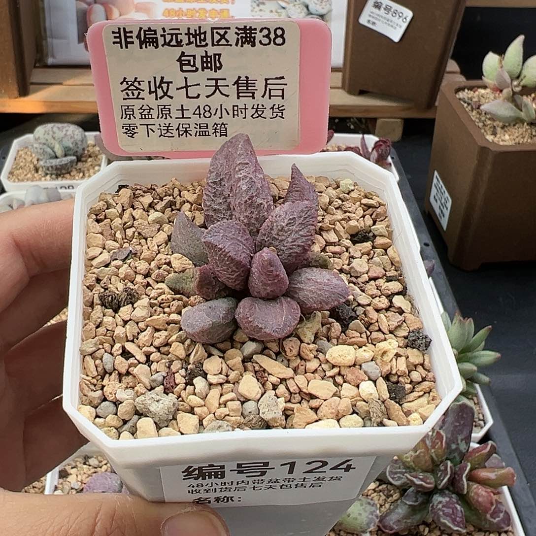 124融化纹猪肝多肉