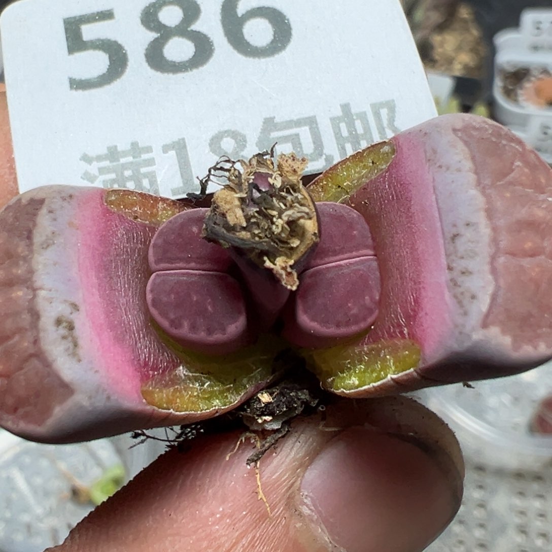【闪购商品】 586。      