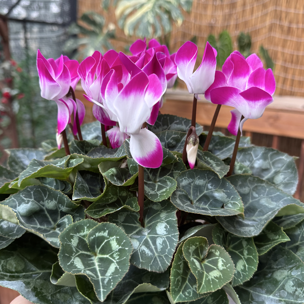 【音迪卡紫】仙客来盆栽四季开花客厅阳台好养花卉