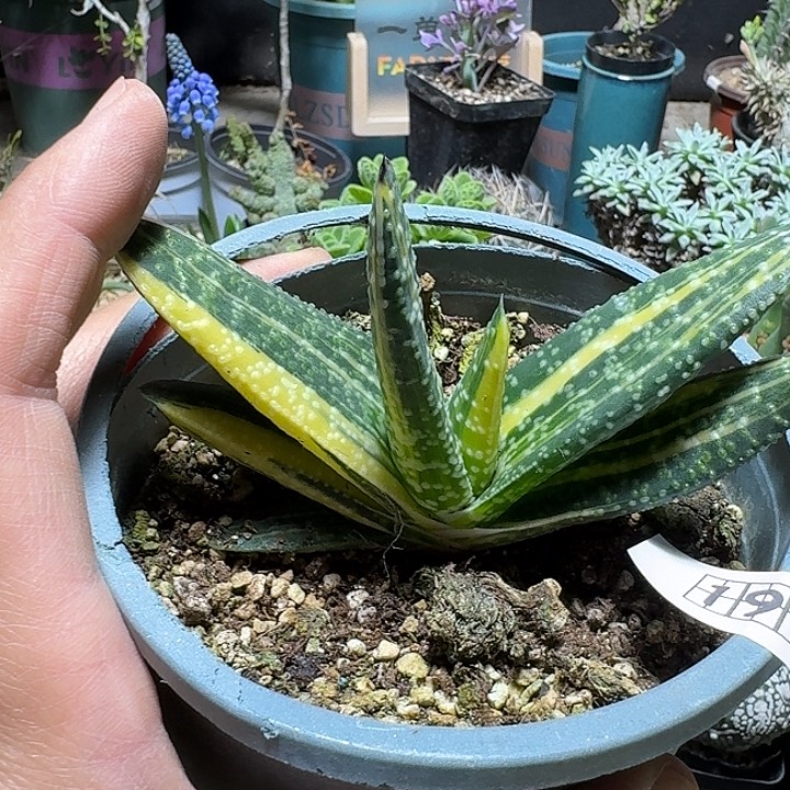 191卧牛锦脱土发货