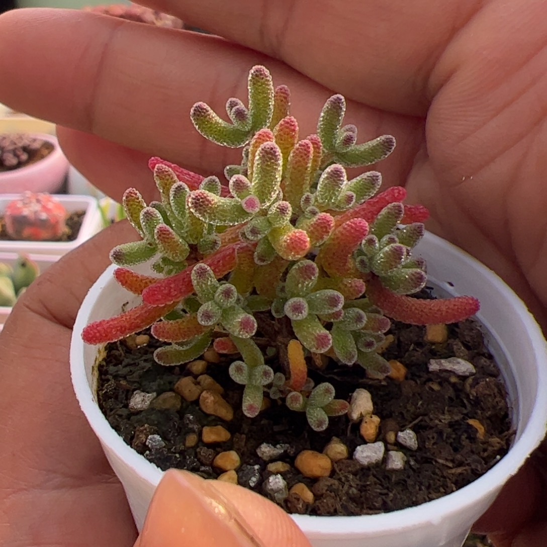 多肉植物枝干米冰
