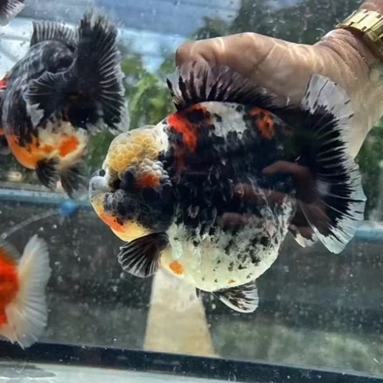 泰狮金鱼广温鱼好养活（拍开箱视频售后）