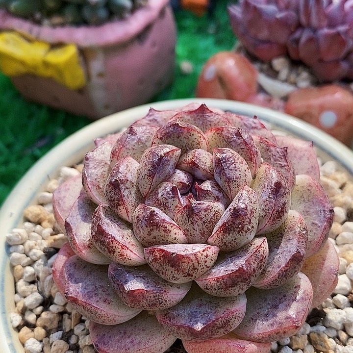 黑沙滩单头老桩多肉