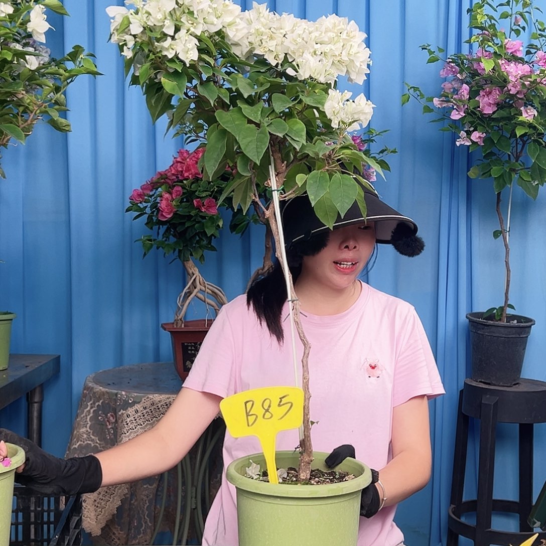 蕙***心大部分开放少量花苞B85白狐狸