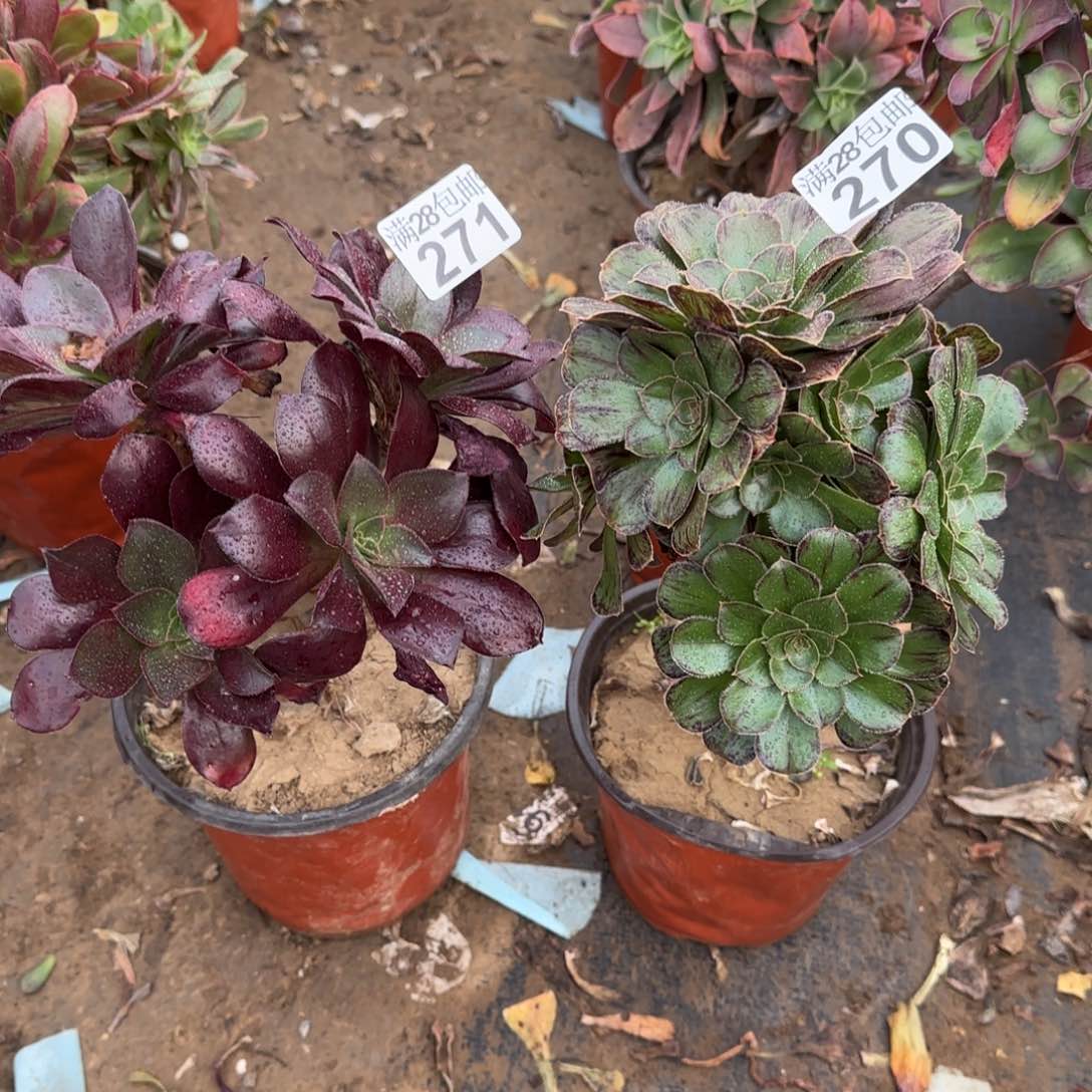 多肉270+271满28包邮断枝不包瑕疵