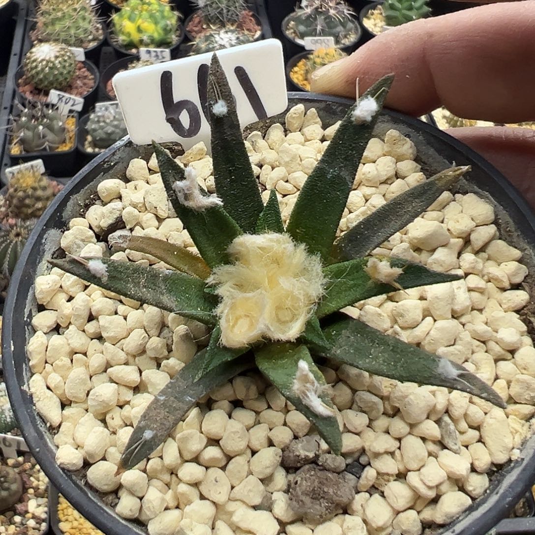 661大龙舌兰牡丹实生KKK