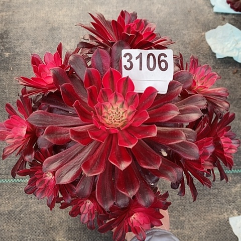 红陶3106黑铜白多肉