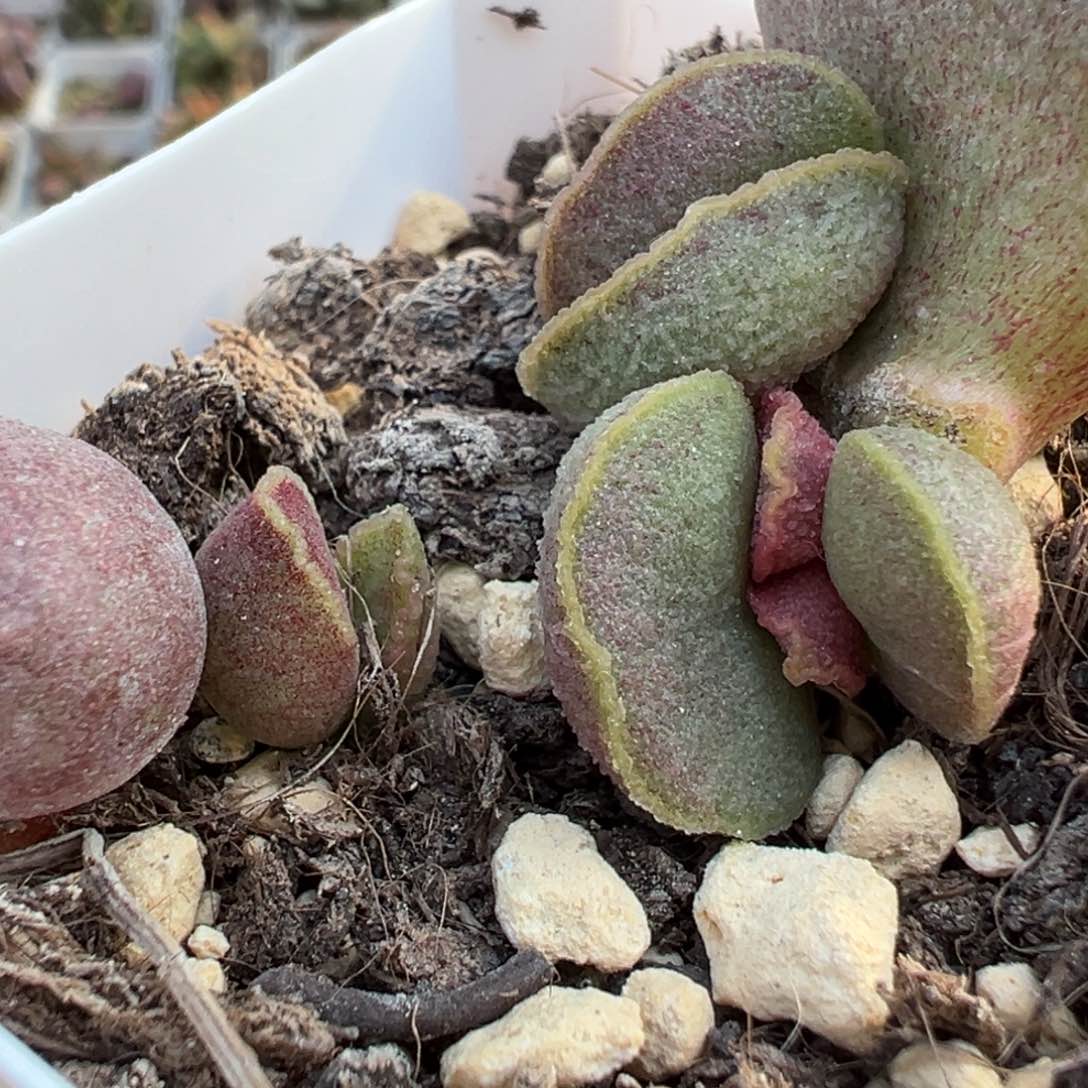 实生新品多肉植物两颗一起