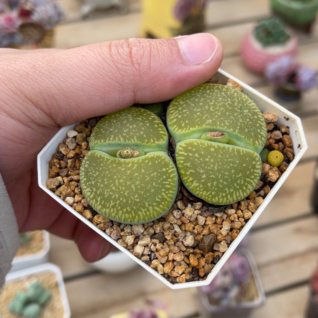 一物一拍不支持退换