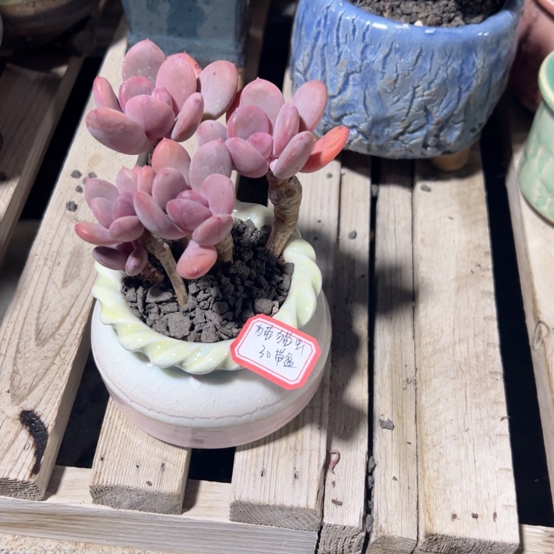 多肉植物多肉植物