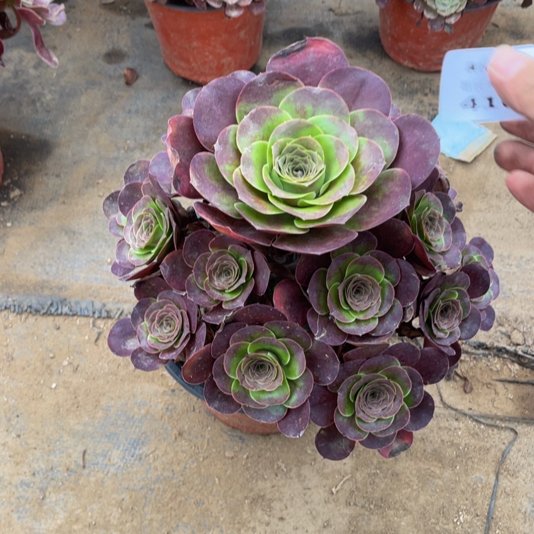 416魅金法师多肉断枝不包