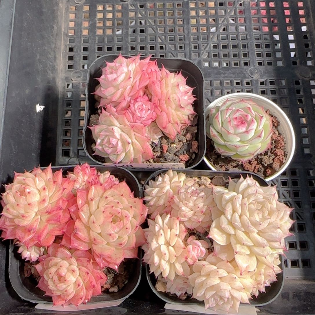 H***y多肉1230-230福利