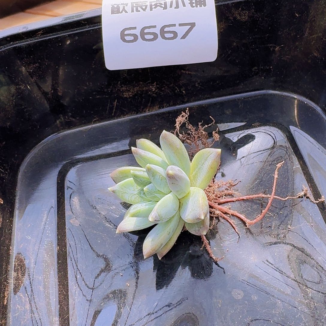 宫*呐多肉植物美人杂6667