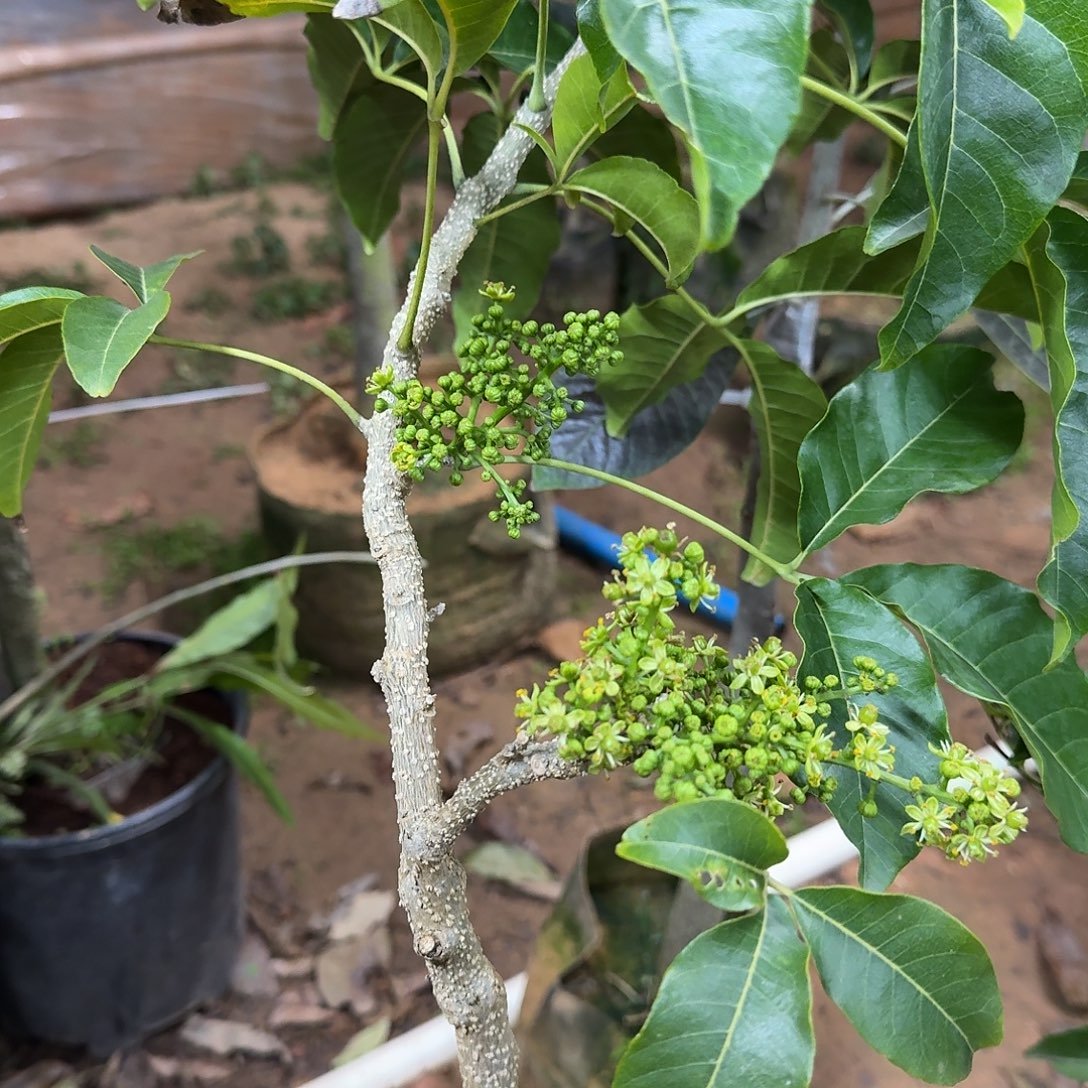 *****当前无花栽培后可以开花状元红