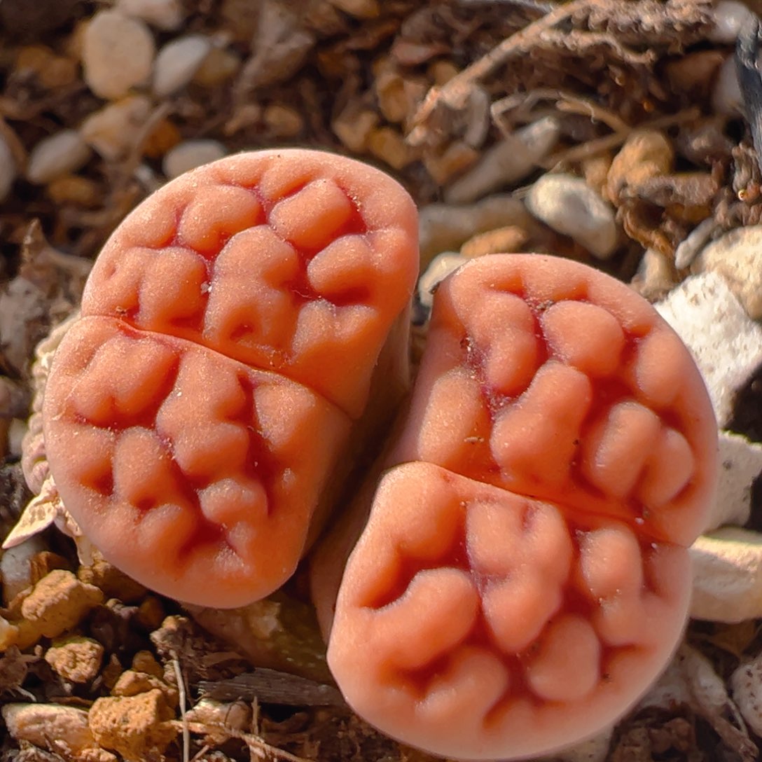 23多肉植物百科知识