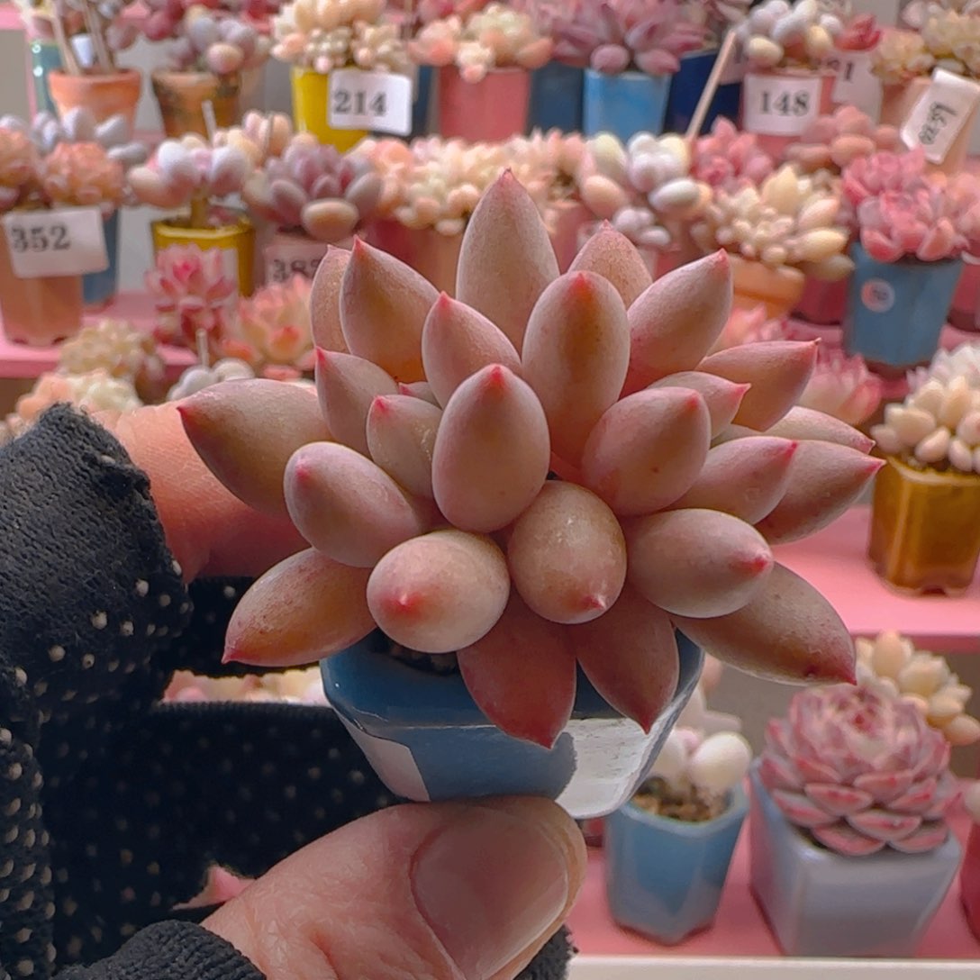 草莓豆豆124 ，带盆土发货，满38包邮非偏远。