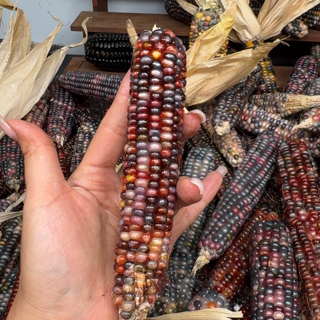 柏香籽/百香籽吊坠x*x