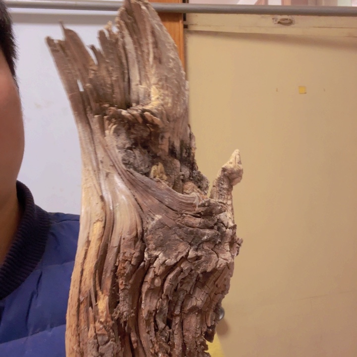 柏木（崖柏）桑*羊太行崖柏