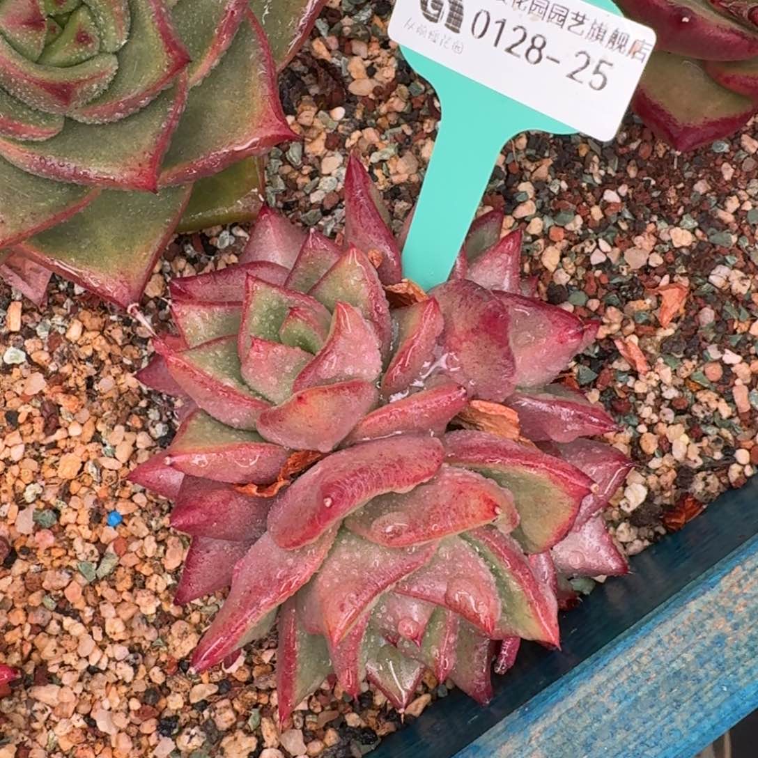 从前慢花园多肉0128-25