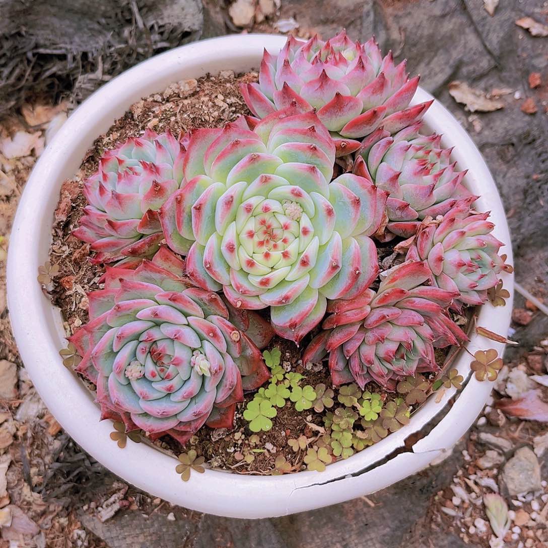 非**可非你不可99999999999