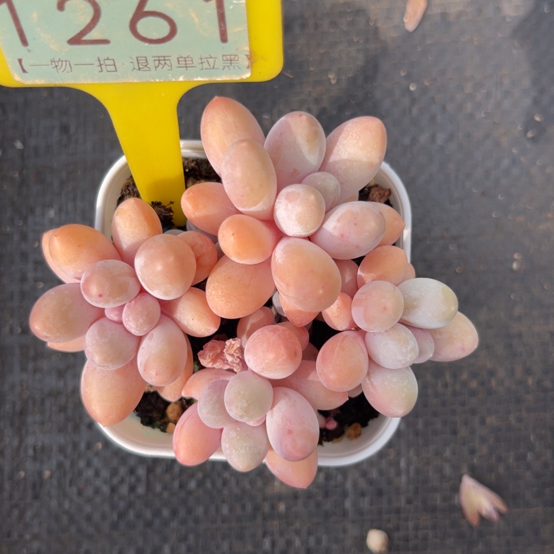 云尘多肉一物一拍1261