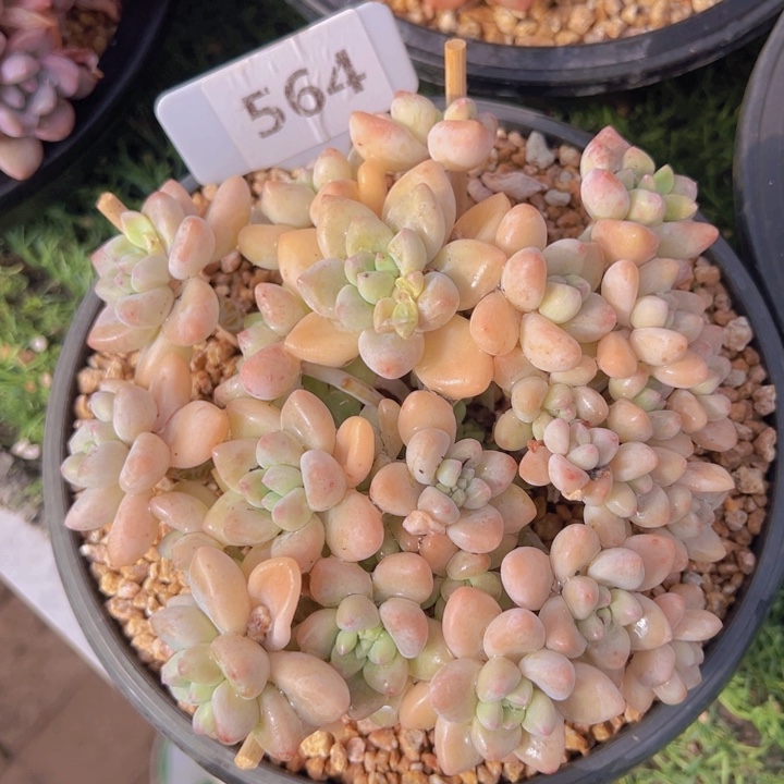 健健康康平平安安