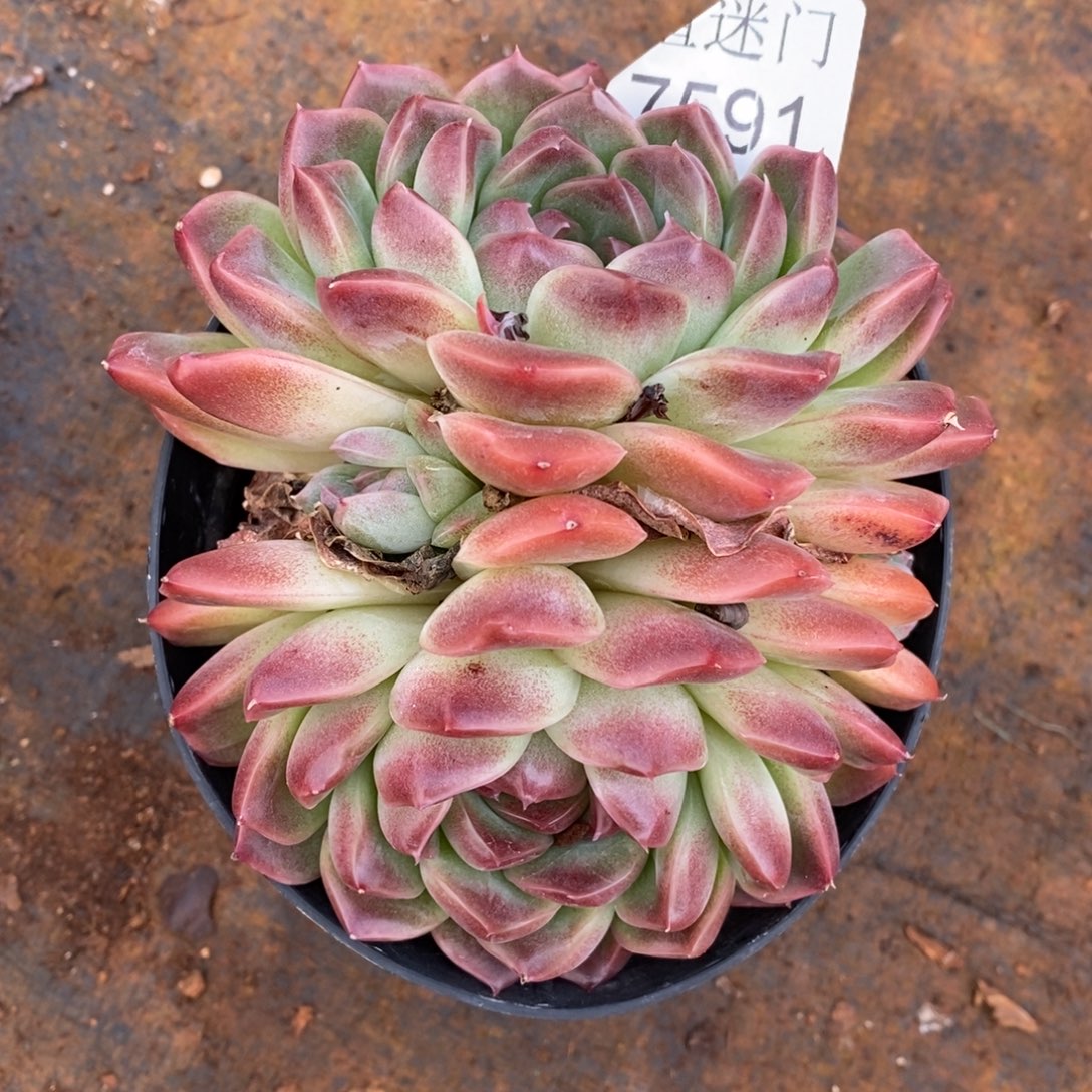 吾***阳杂交精品多肉7591~12