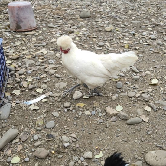 18天中国大陆白母鸡风头花冠