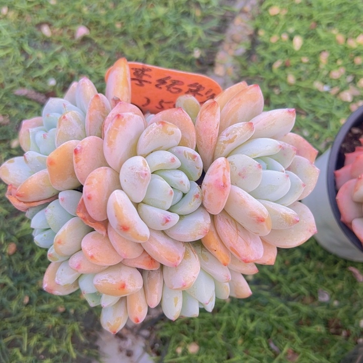 健健康康平平安安