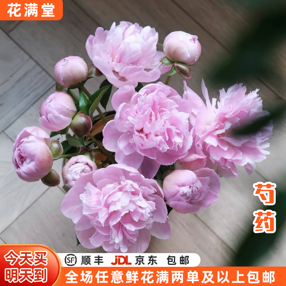 【次日达·芍药】重瓣芍药5枝装·鲜切花·全场两单顺丰包邮次日达·基地直发·批发·生活鲜花·芍药次日达