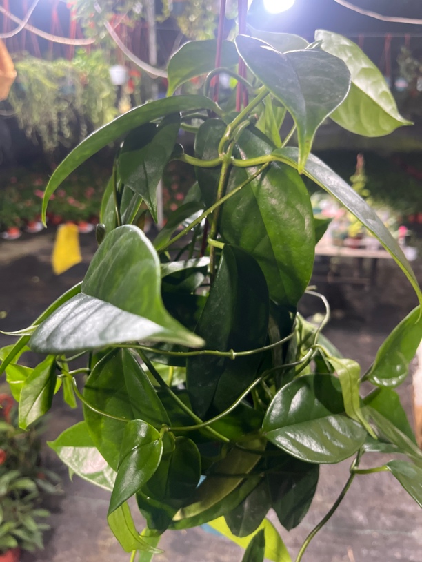 【香水】球兰盆栽 不包叶损 爬藤攀援吊兰植物