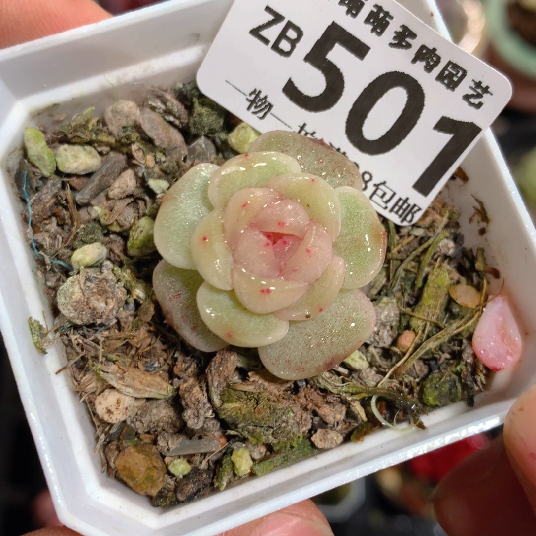 5CM拇指盆精控多肉ZB501