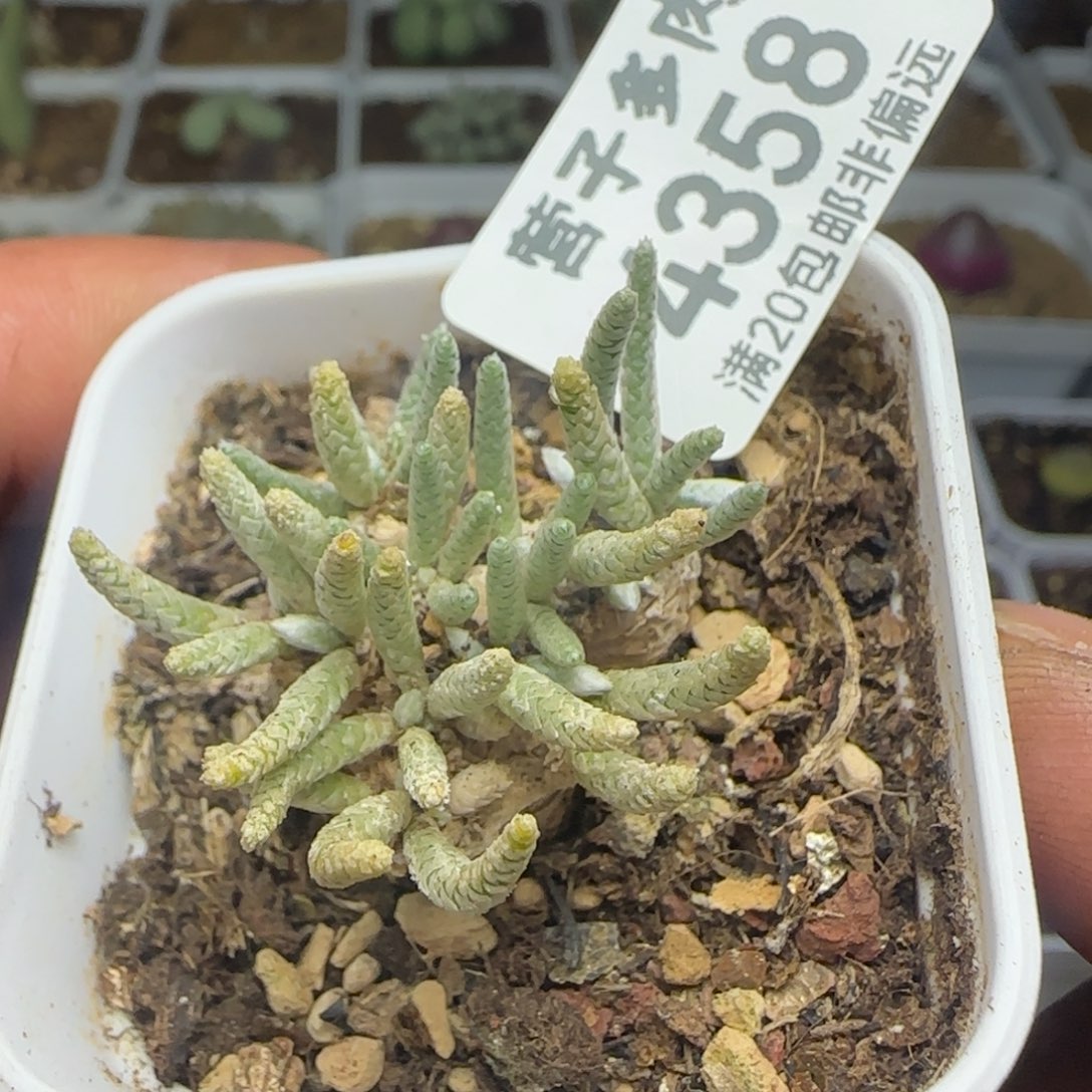 红花韧锦带盆土。             