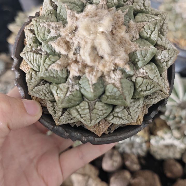 一物一拍，老家输入！
