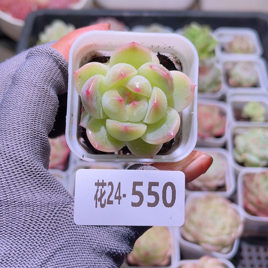 花24-550新品珍妮