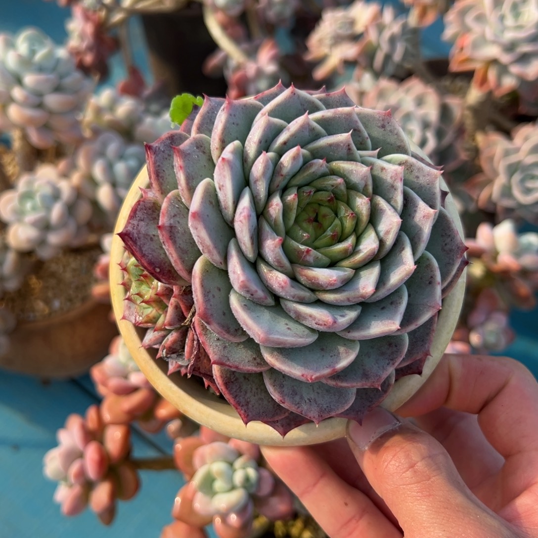 多肉植物一物一拍（124号）