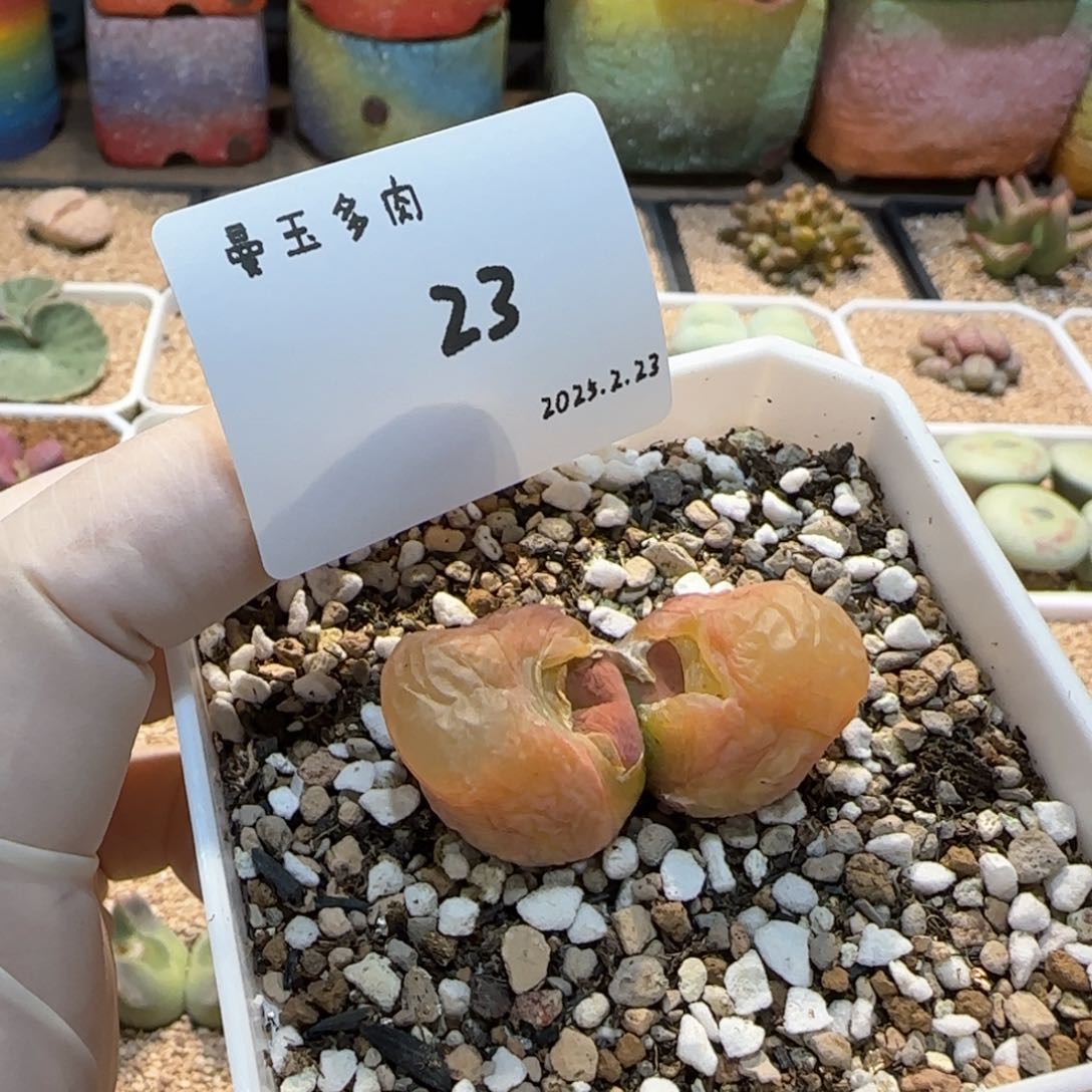 崔*儿多肉多肉多肉2.23-023