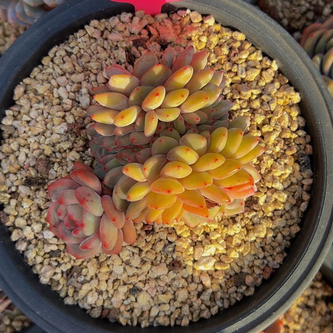 伶**俐a a a a a a a a a 15