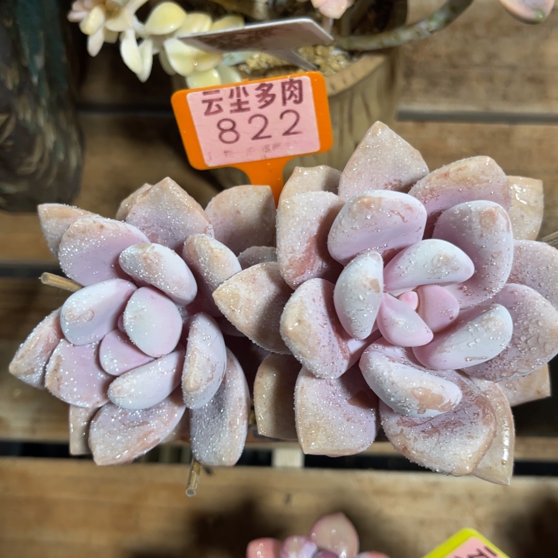 是***桃云尘多肉一物一拍不含盆822