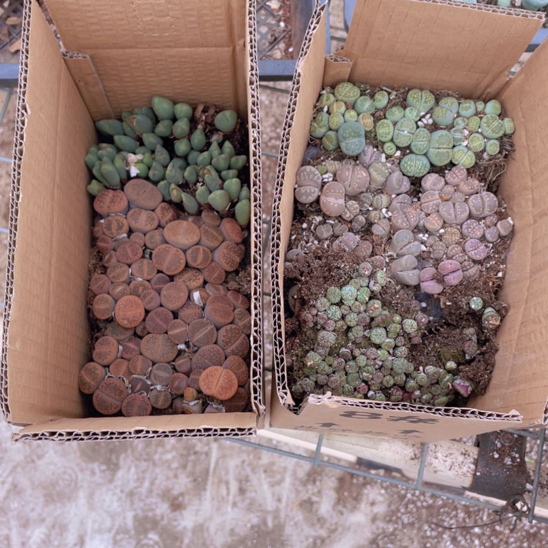 一箱拼箱888888888