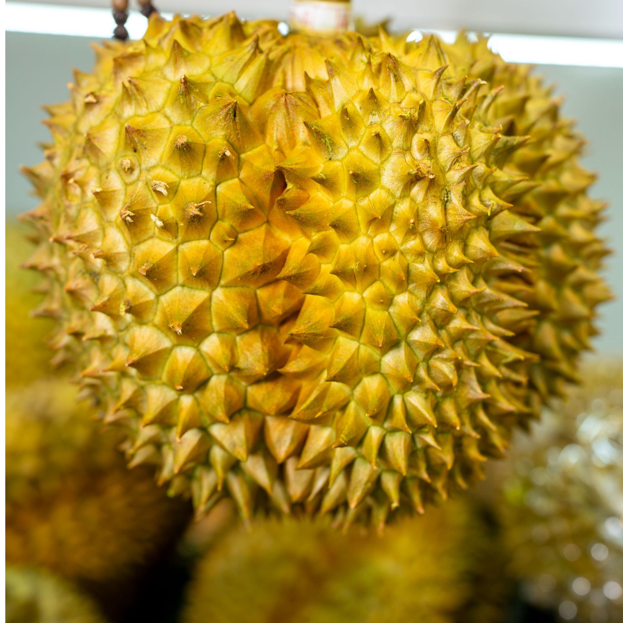 【6斤】泰国金枕榴莲一只 新鲜现拍现发 帮开  核大核小金枕泰国