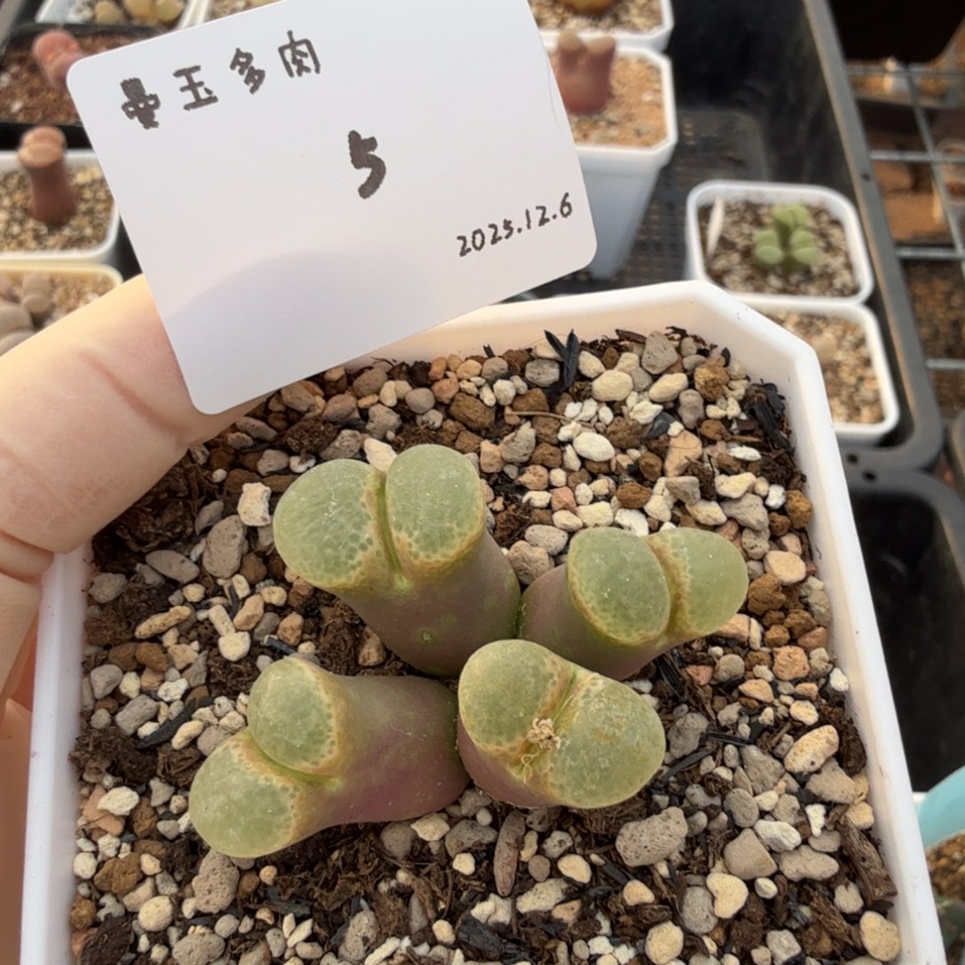 多肉多肉多肉12.6-005 粉樱