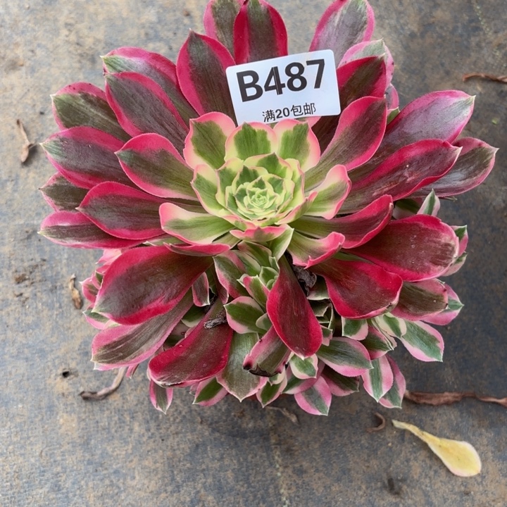 瑞妈，，。。。。。。487布，